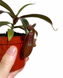 Népenthès 'Alata' | Pitcher Carnivorous Plant