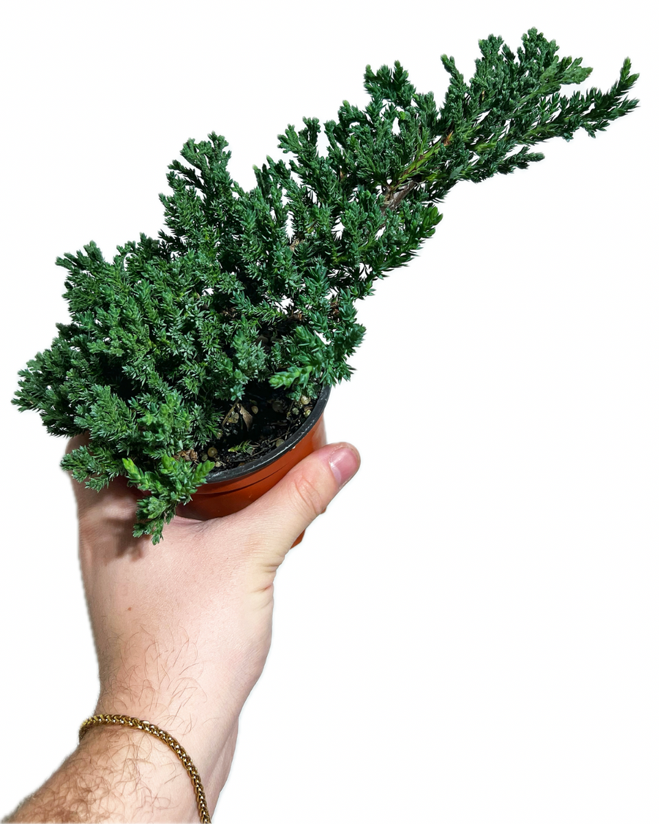 Juniperus Procumbens 'Nana'