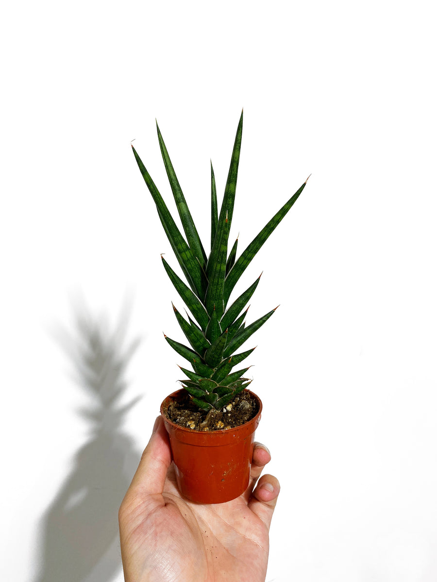 spiky sansevieria Sansevieria 'Francisii Spiky'