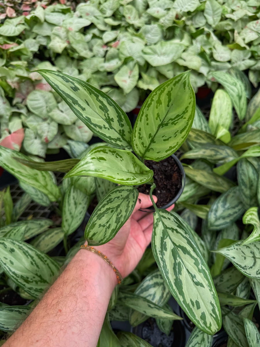 aglaonema silver queen compact Aglaonema Commutatum 'Silver Queen' – Végétal Design Qc