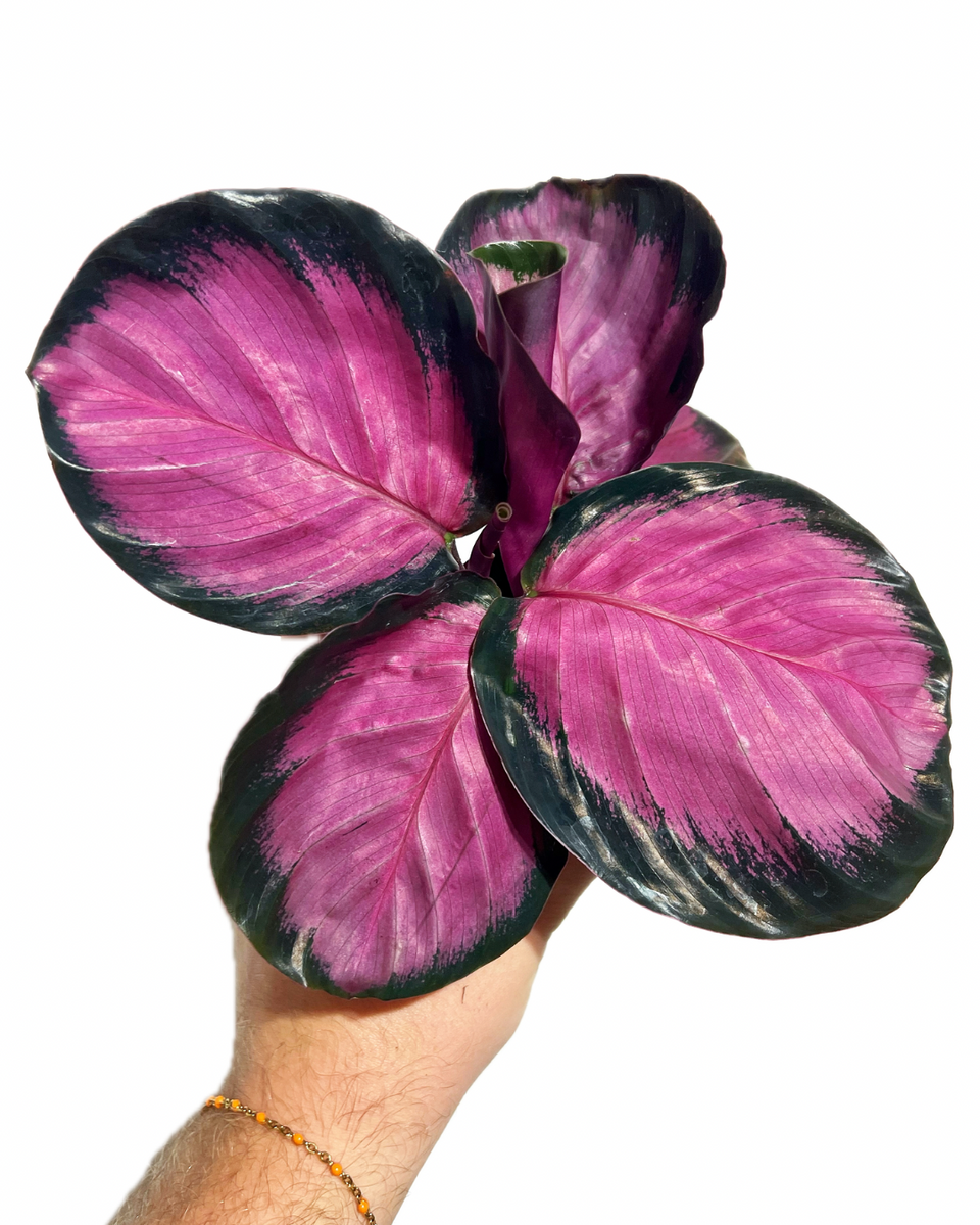 calathea purple rose Calathea Roseopicta 'Purple Rose' – Végétal Design Qc