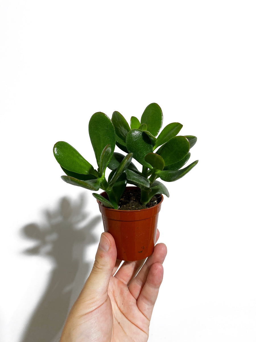 spiky jade plant Crassula Ovata
