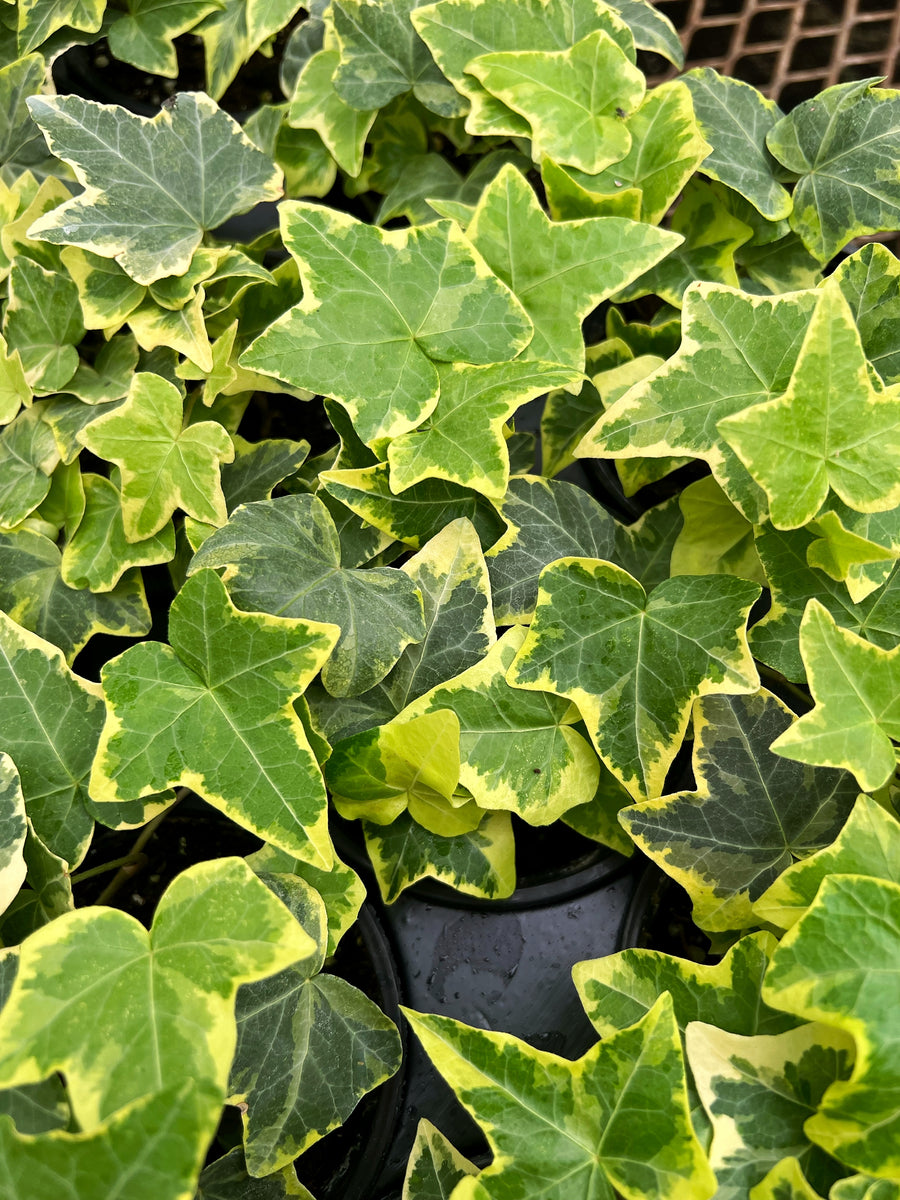 Hedera Helix 'Golden Ingot'