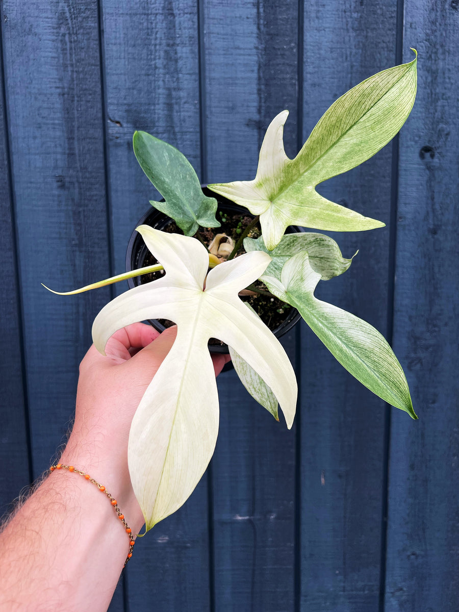 ghost philodendron Philodendron 'Florida Ghost'