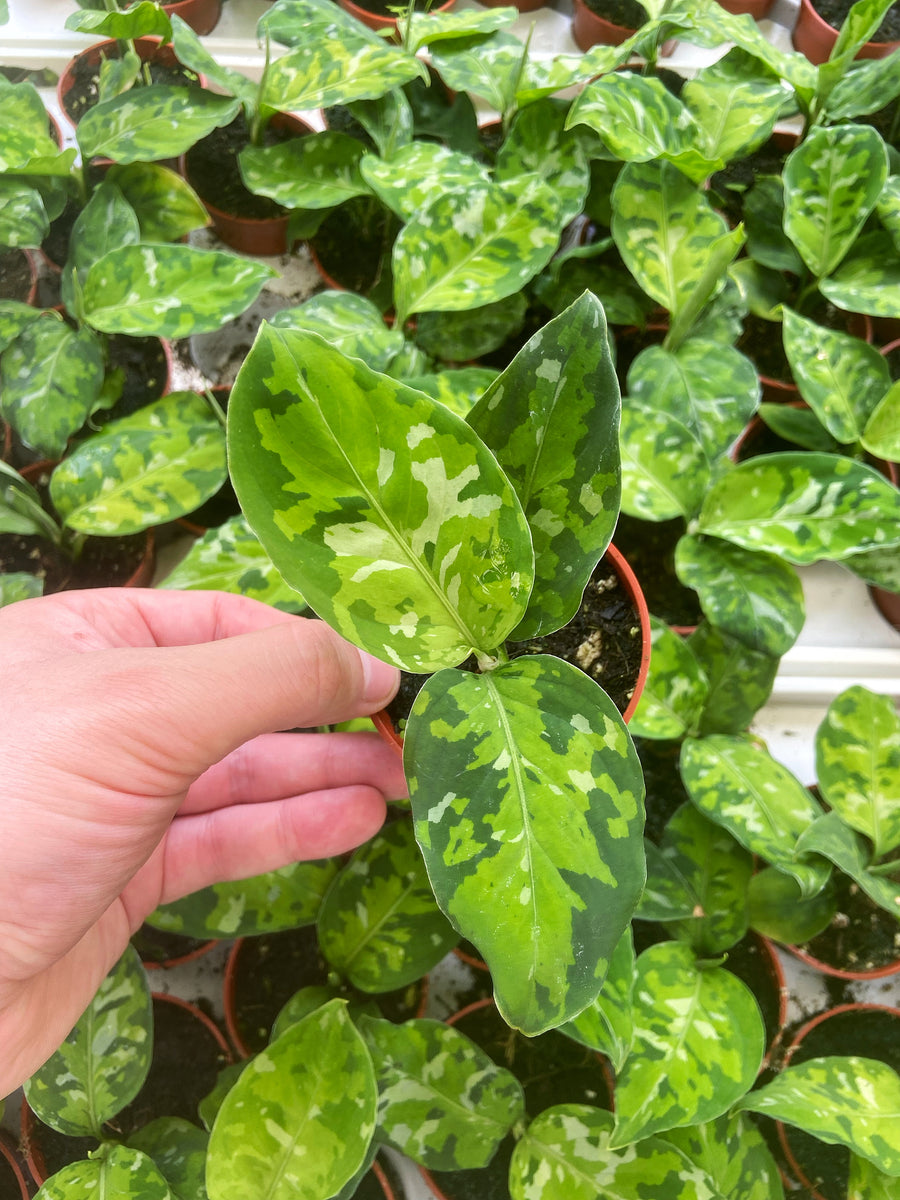 Aglaonema pictum\"Endor\"【LA0915-03j】① Aglaonema pictum 