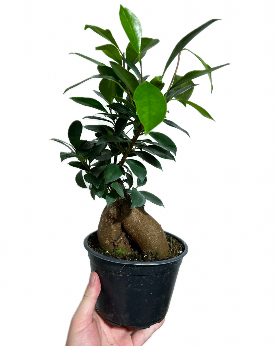 drzewko bonsai ficus Ficus Microcarpa