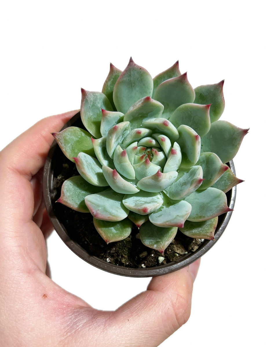 parva succulent Echeveria 'Parva'