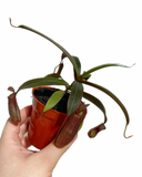 Népenthès 'Alata' | Pitcher Carnivorous Plant
