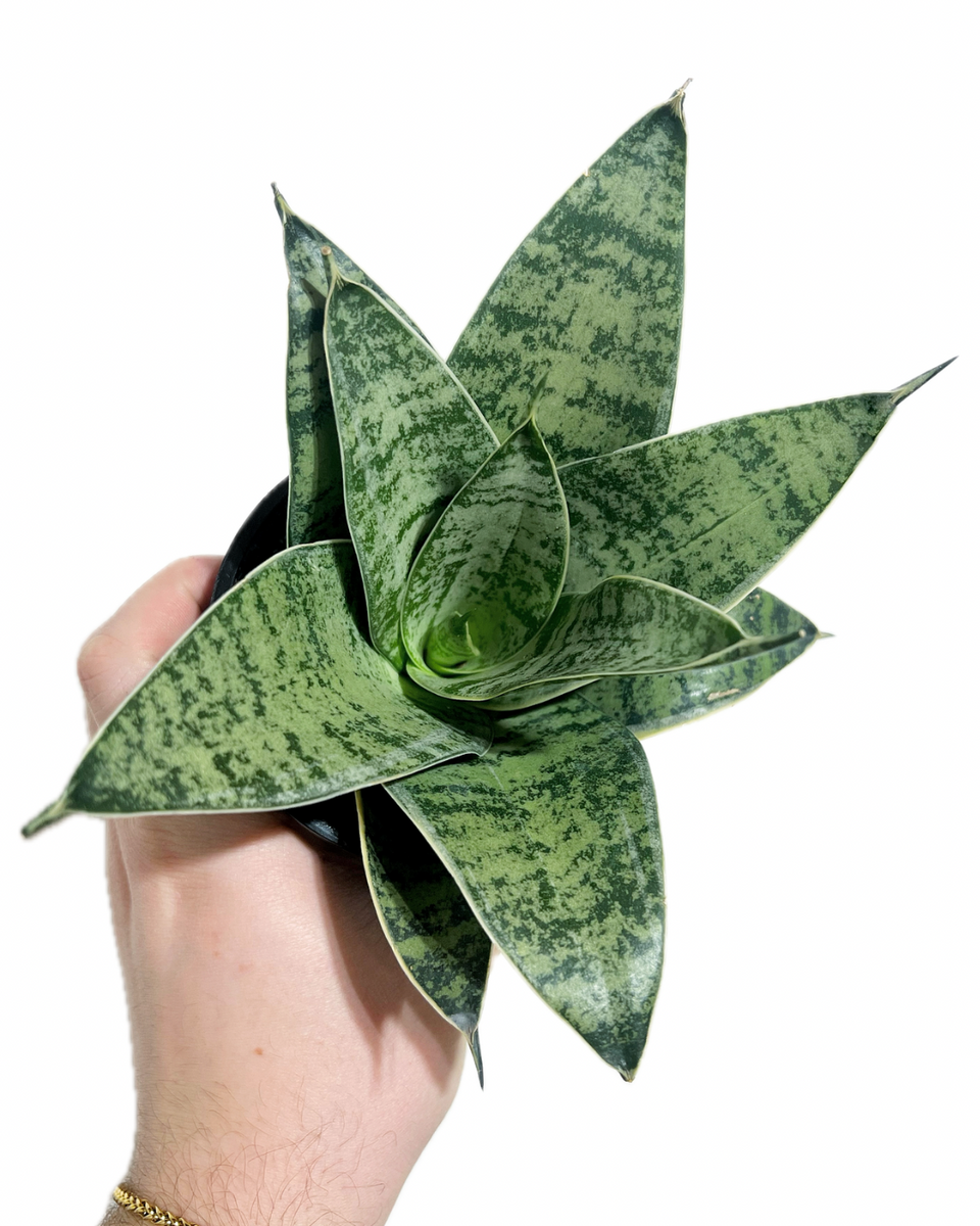 サンスベリア Sansevieria Hahnii Silver Zebra 2_50396121-8b92-4d6a-bef1-