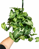 Syngonium Podophyllum 'White Butterfly'