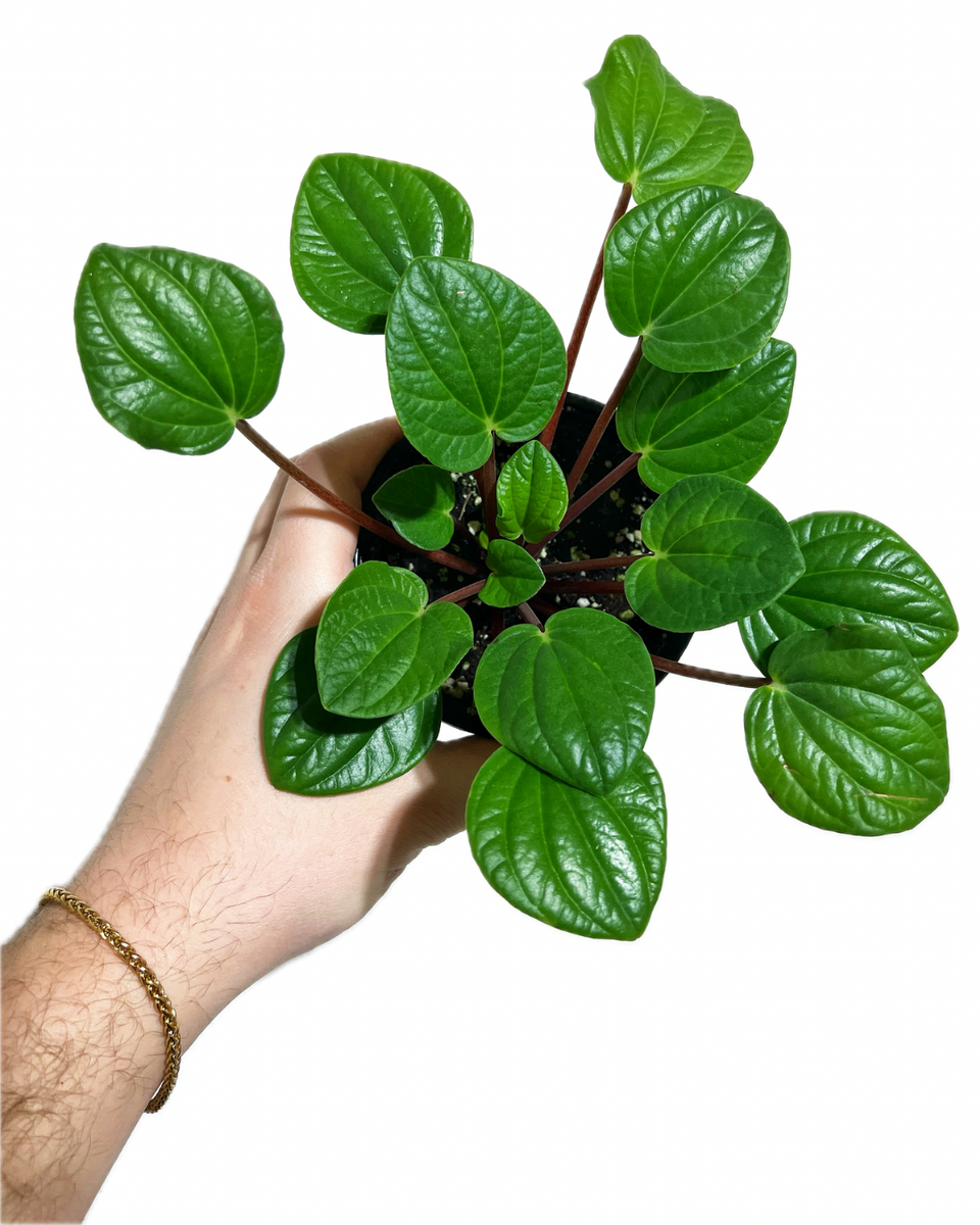 Peperomia 'Rana Verde' – Végétal Design Qc