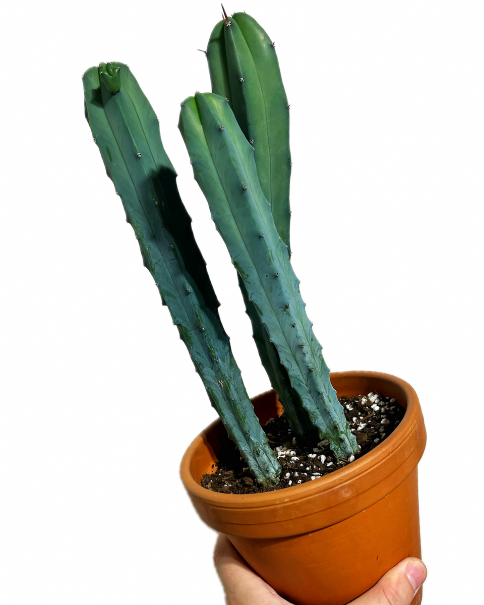 Myrtillocactus Geometrizans 'Blue Candle' in pot – Végétal Design Qc