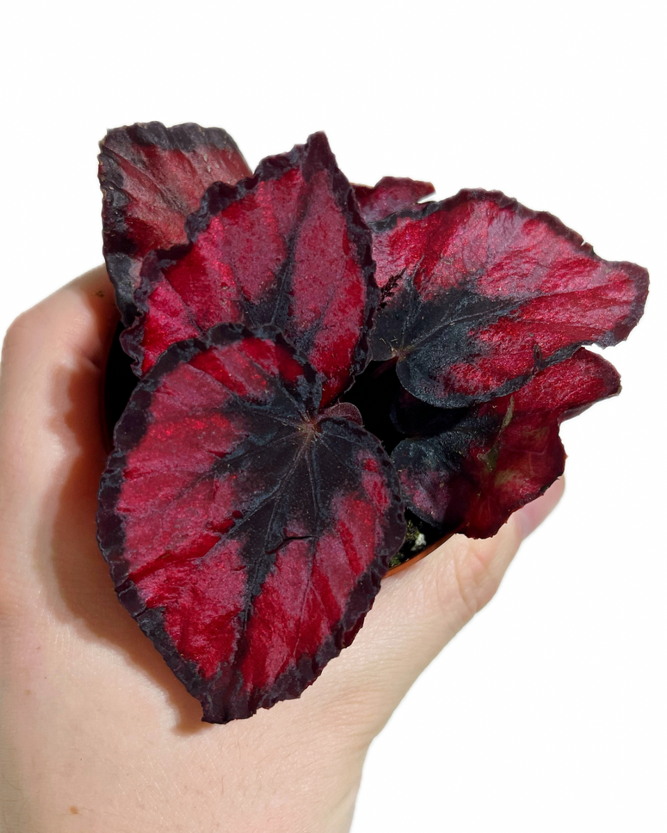 Begonia Rex 'Red Kiss' Bégonia Végétal Design Qc