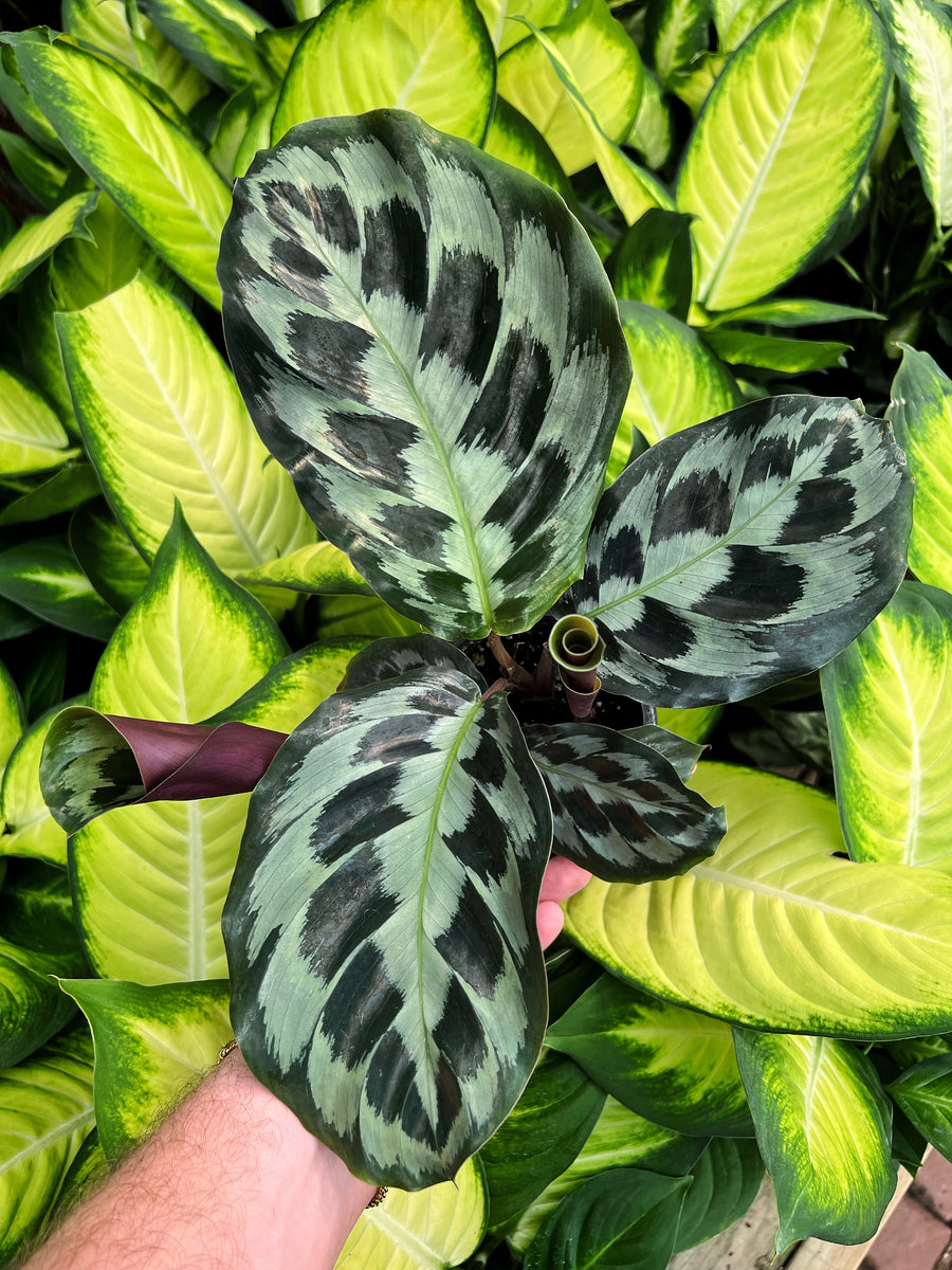 Calathea 'Helen Kennedy' – Végétal Design Qc