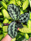 Calathea 'Helen Kennedy'