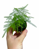 Asparagus Plumosus 'Setaceus' | Asparagus Fern
