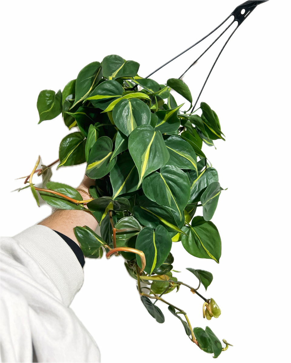 philodendron brasiliense Philodendron Hederaceum 'Brazil'
