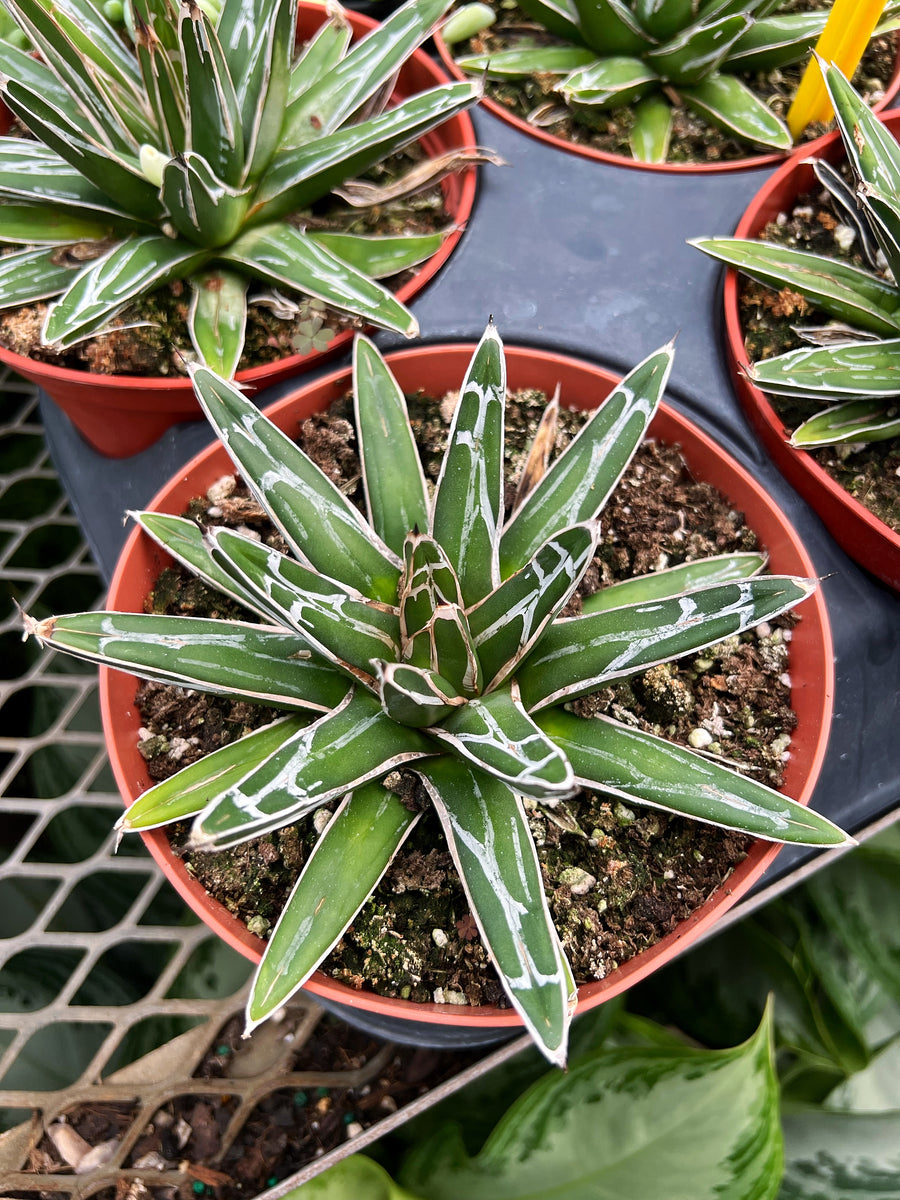 アガベ Agave victoriae-reginae 322 Queen Victoria Agave – Végétal Design Qc