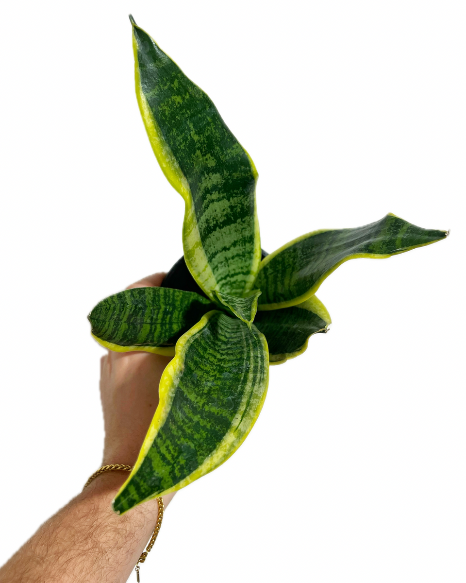 Sansevieria Trifasciata 'Laurentii' – Plante Serpent – 3 Plantes D'intérieur – Lot Malaisien