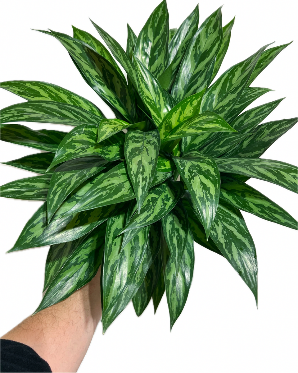 aglaonema tigress Aglaonema 'Tigress'