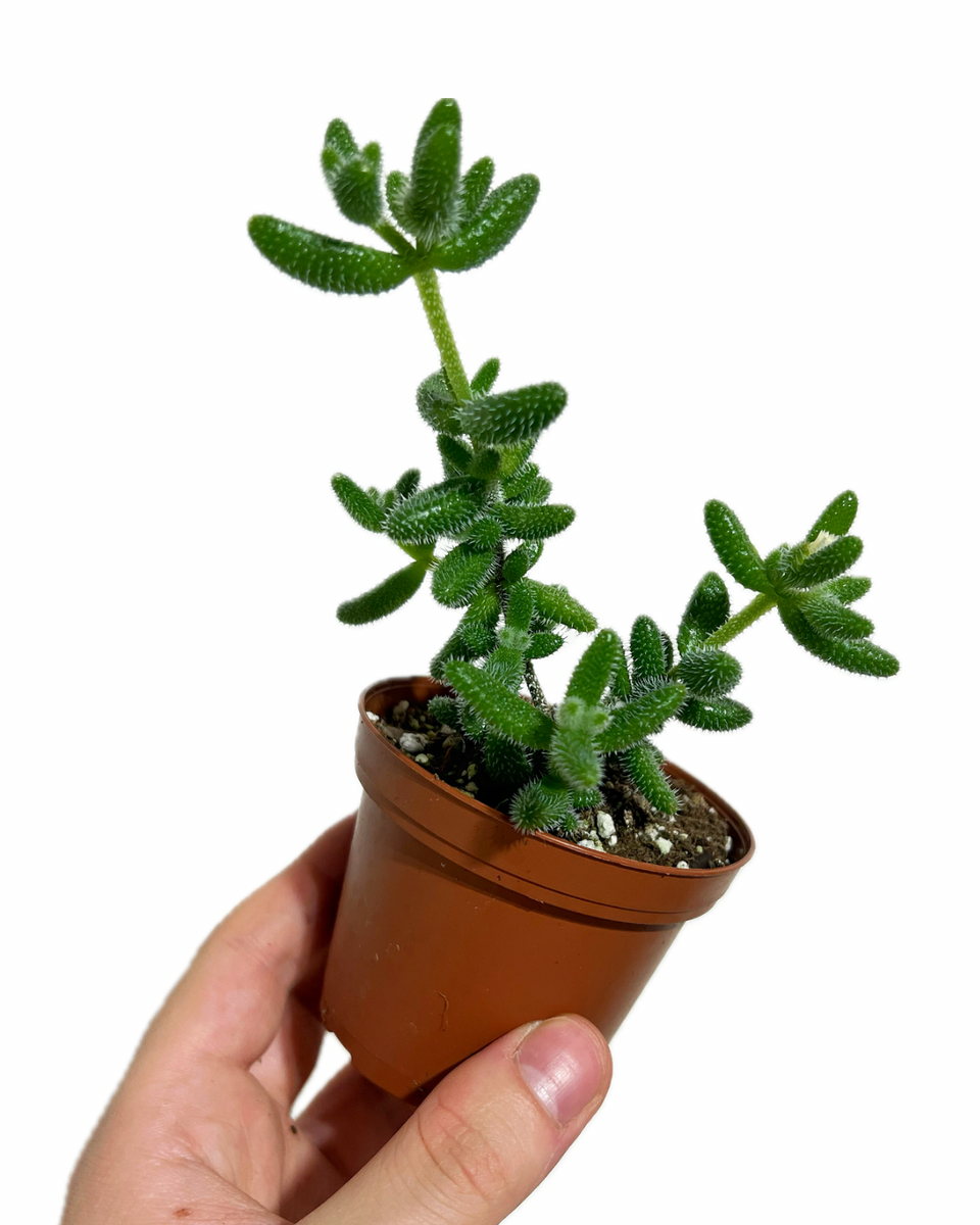 hanging pickle plant Delosperma Echinatum