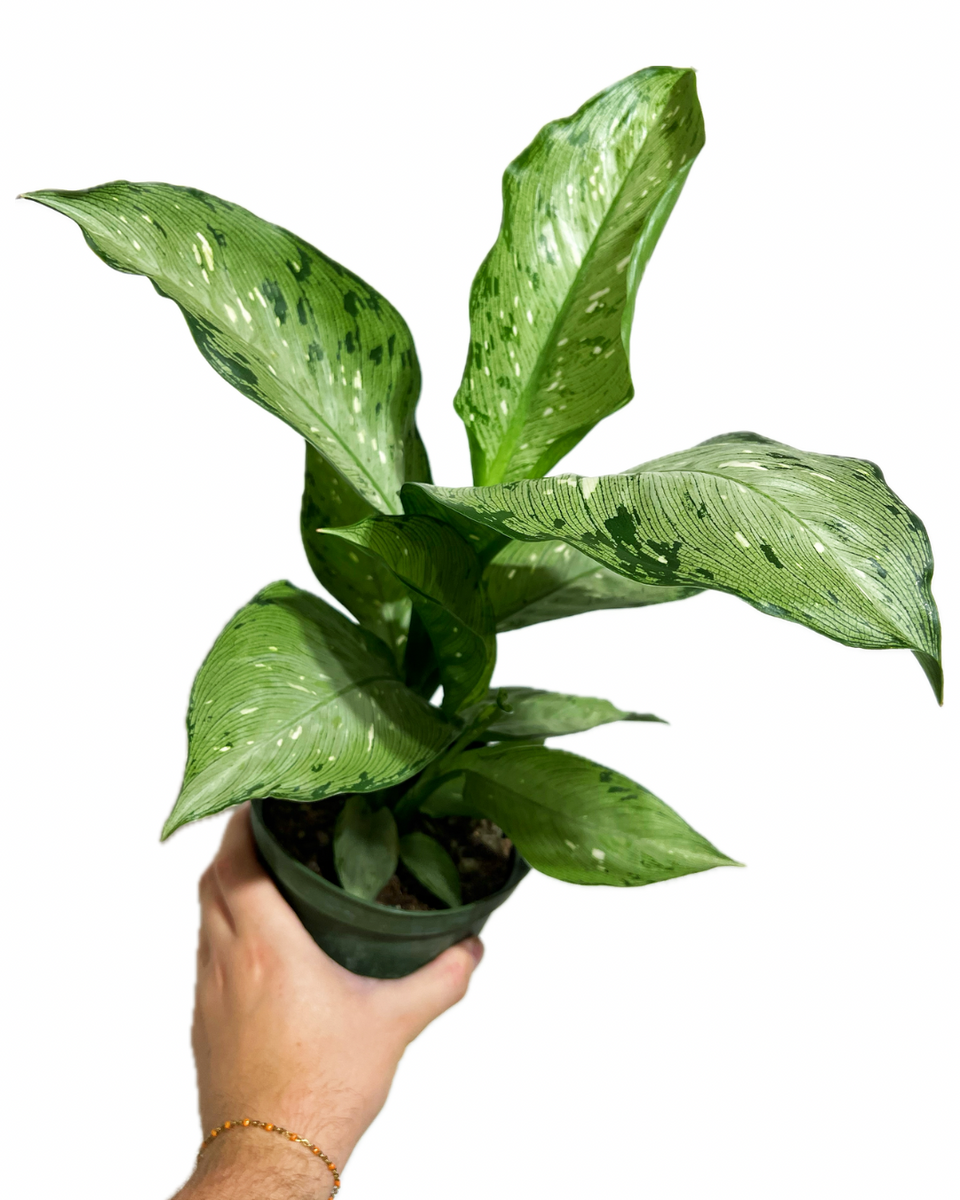 Dieffenbachia 'Memoria corsii' – Végétal Design Qc