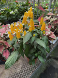 Pachystachys Lutea 'Lollipop Flower'