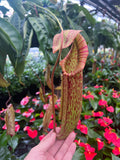 Nepenthes 'Miranda' | Pitcher Carnivorous Plant