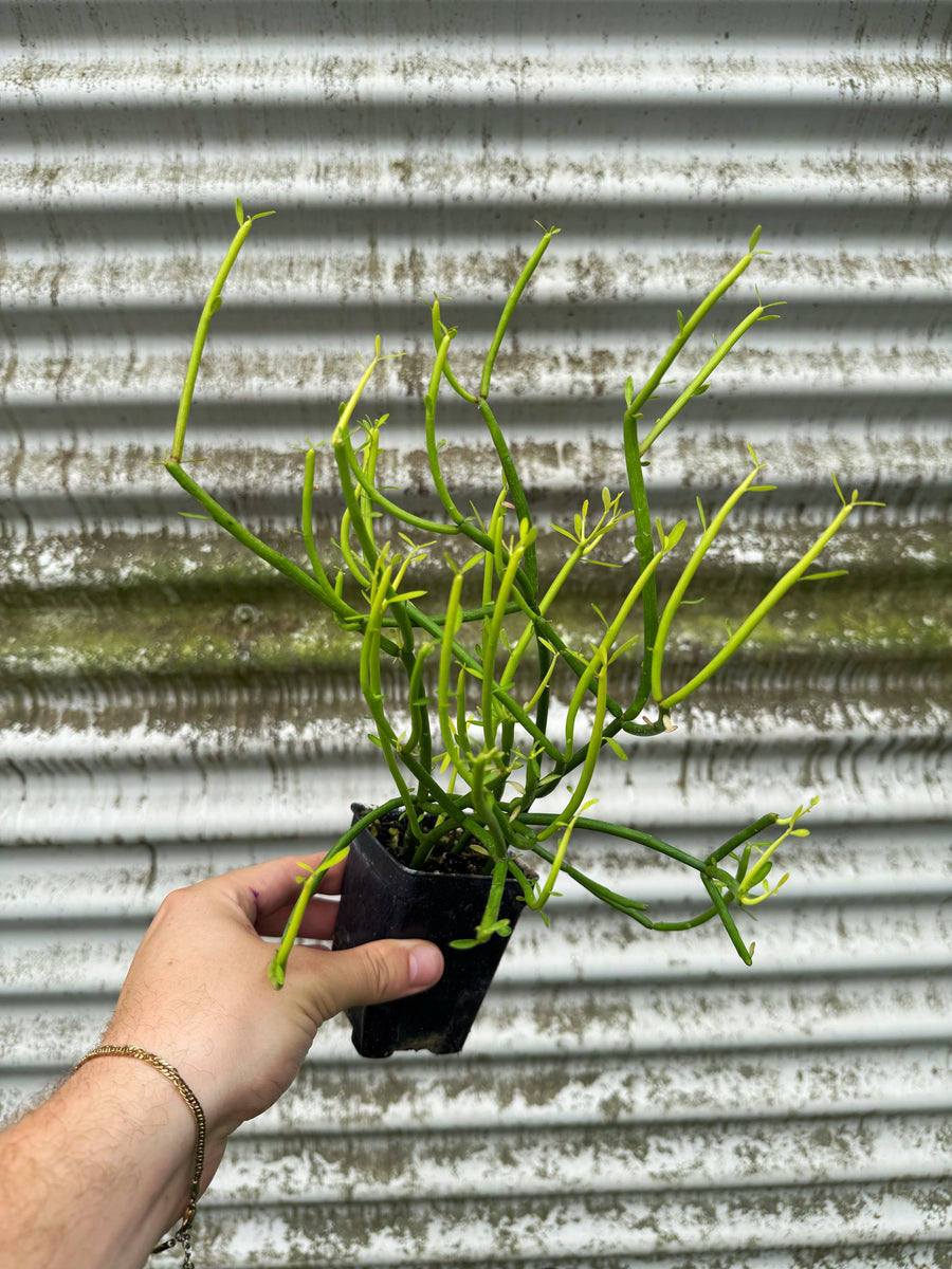 snake plant sale Snake Plant 'Laurentii' | Indoor Plant | Tropical Plant | Potted Plant