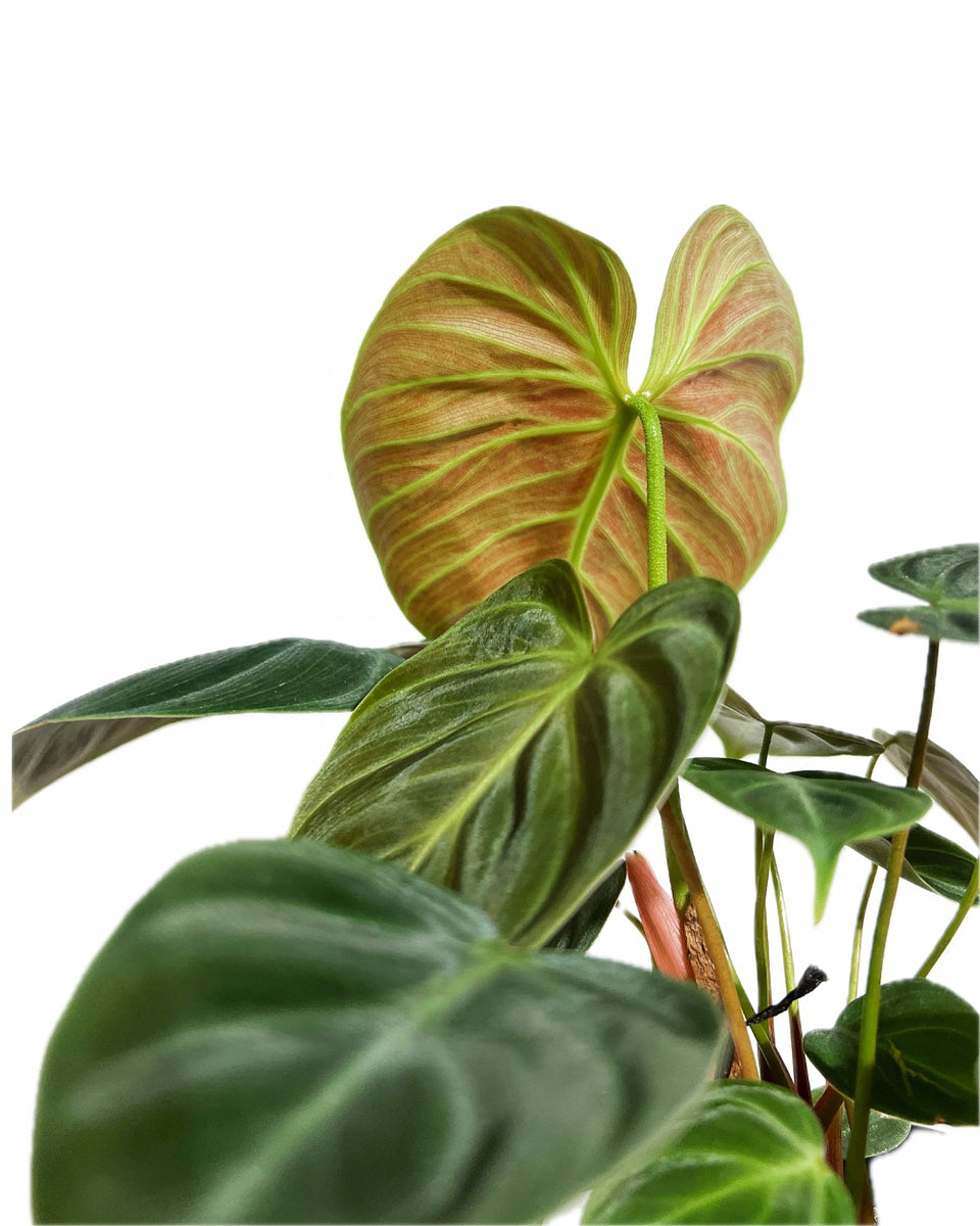 philodendron gloriosum substrat Philodendron Gloriosum for Sale | Rare Velvet Leaf Aroid