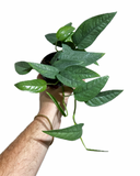 Epipremnum Pinnatum 'Cebu Blue' | Pothos Cebu Blue