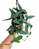Epipremnum Pinnatum 'Cebu Blue' | Pothos Cebu Blue
