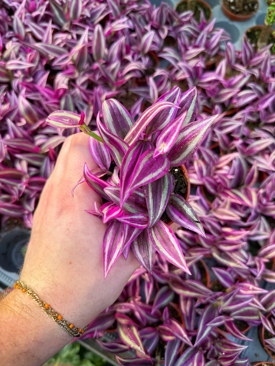 Tradescantia Zebrina 'Pink Paradise' – Végétal Design Qc