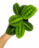 Maranta Leuconeura 'Lemon Lime'