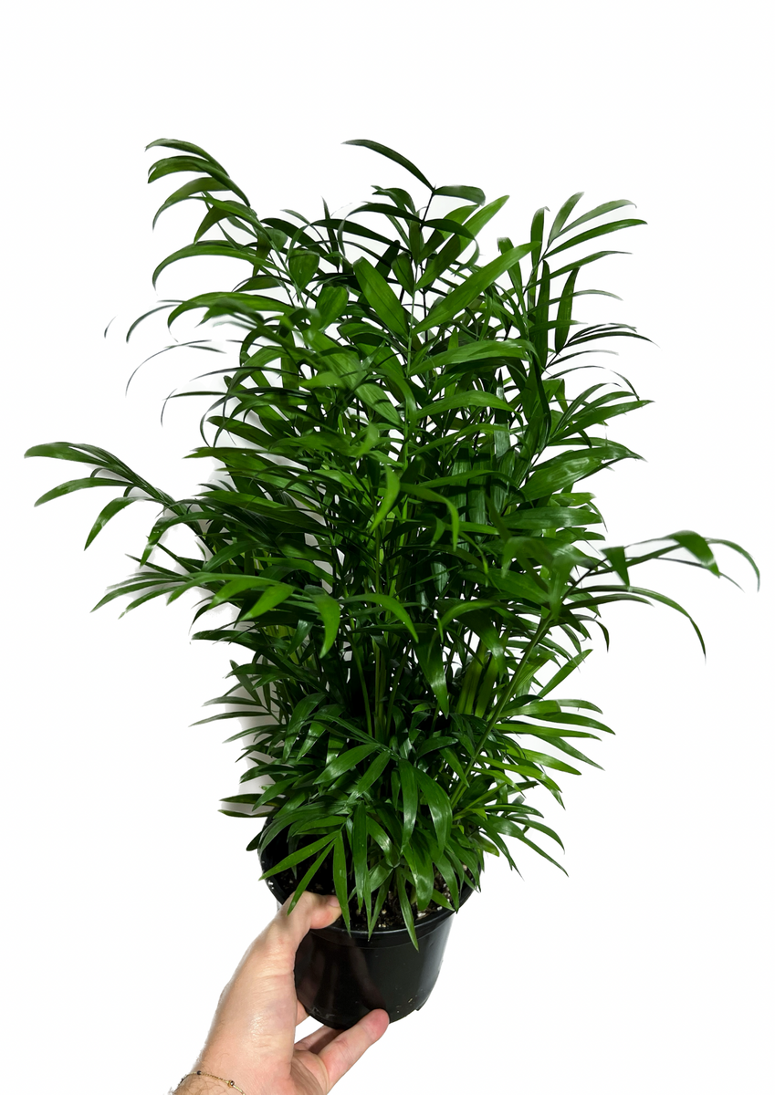 large bella palm plant png Palm Neanthe 'Bella' – Végétal Design Qc