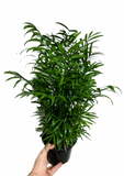 Palmier Neanthe 'Bella'