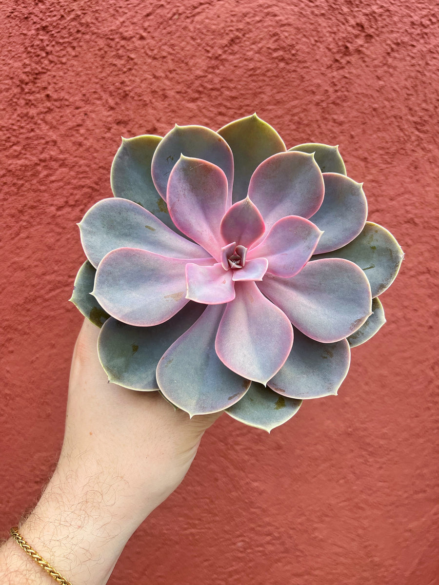 pink pearl succulent Echeveria Purple Pearl – Végétal Design Qc