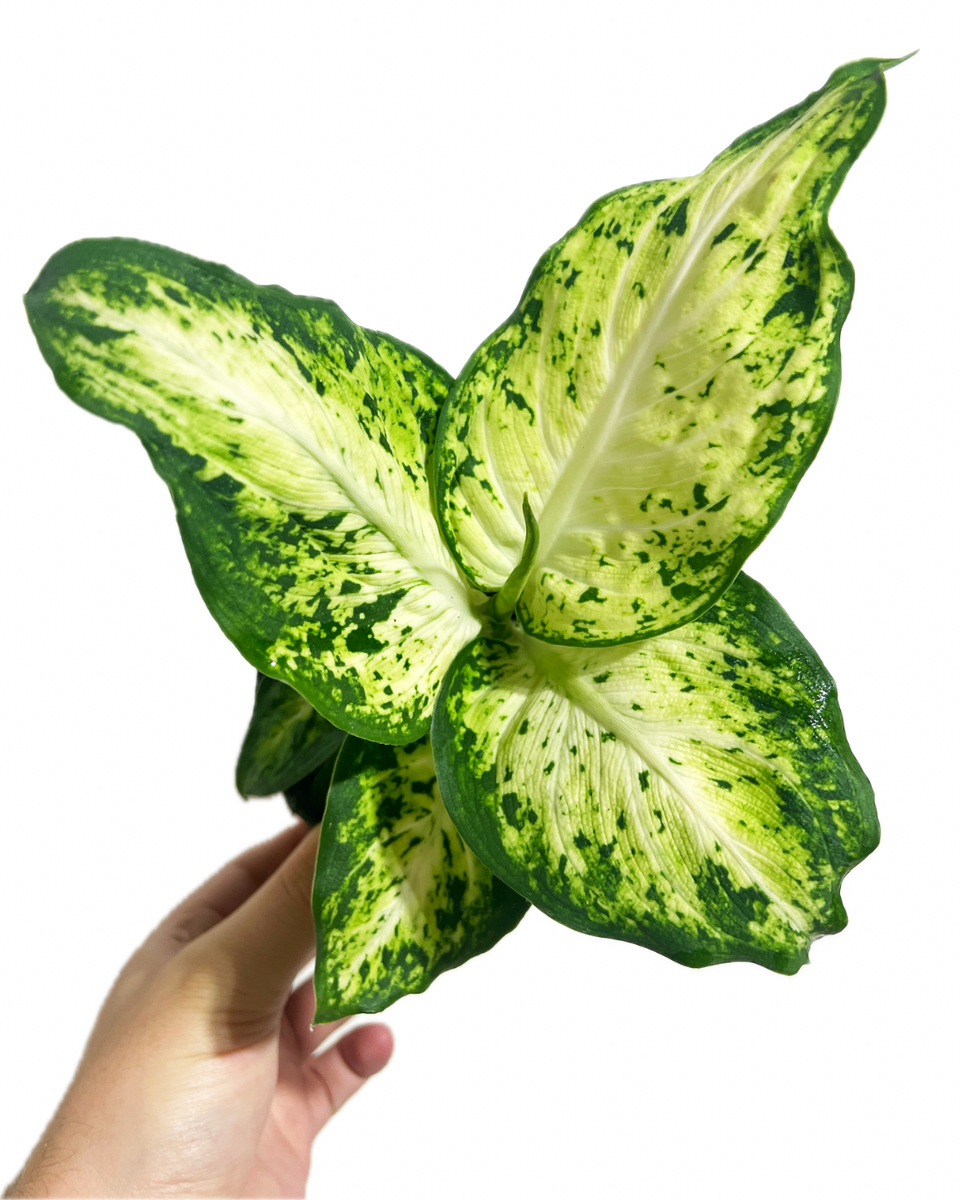 Dieffenbachia 'Amy'  Vgtal Design Qc