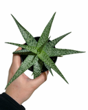 Aloe 'Bright Star' | Aloe