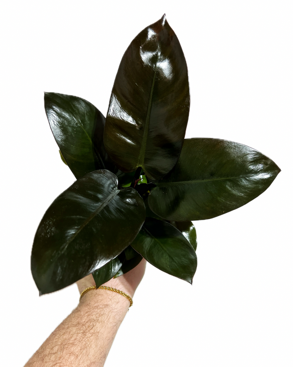 Philodendron 'Black Cardinal' – Végétal Design Qc