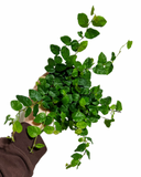 Ficus Repens | Pumila Fig Tree | Creeping Fig Tree