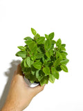 Peperomia Orbea 'Pixie Lime'