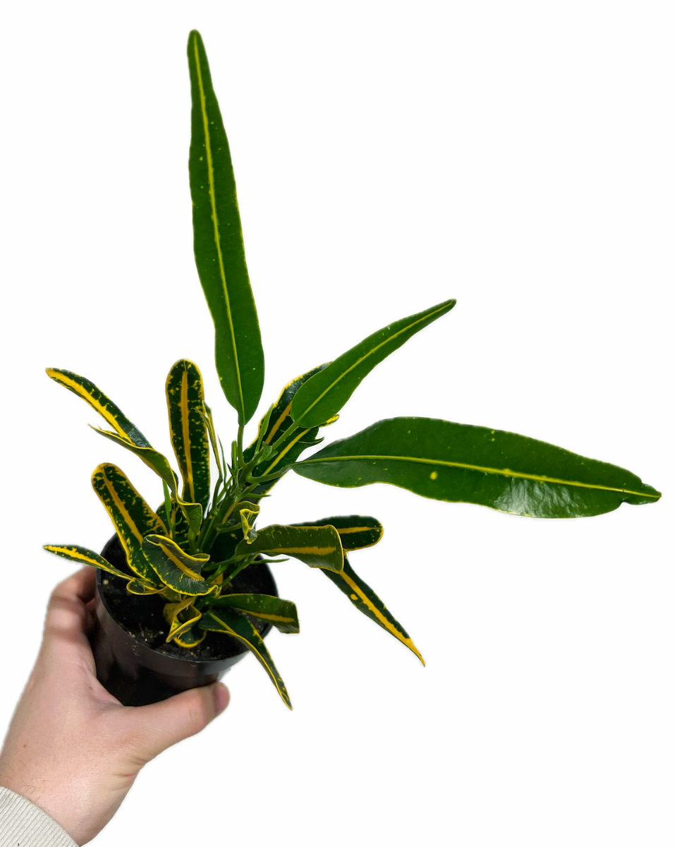 Croton 'Banana' – Végétal Design Qc