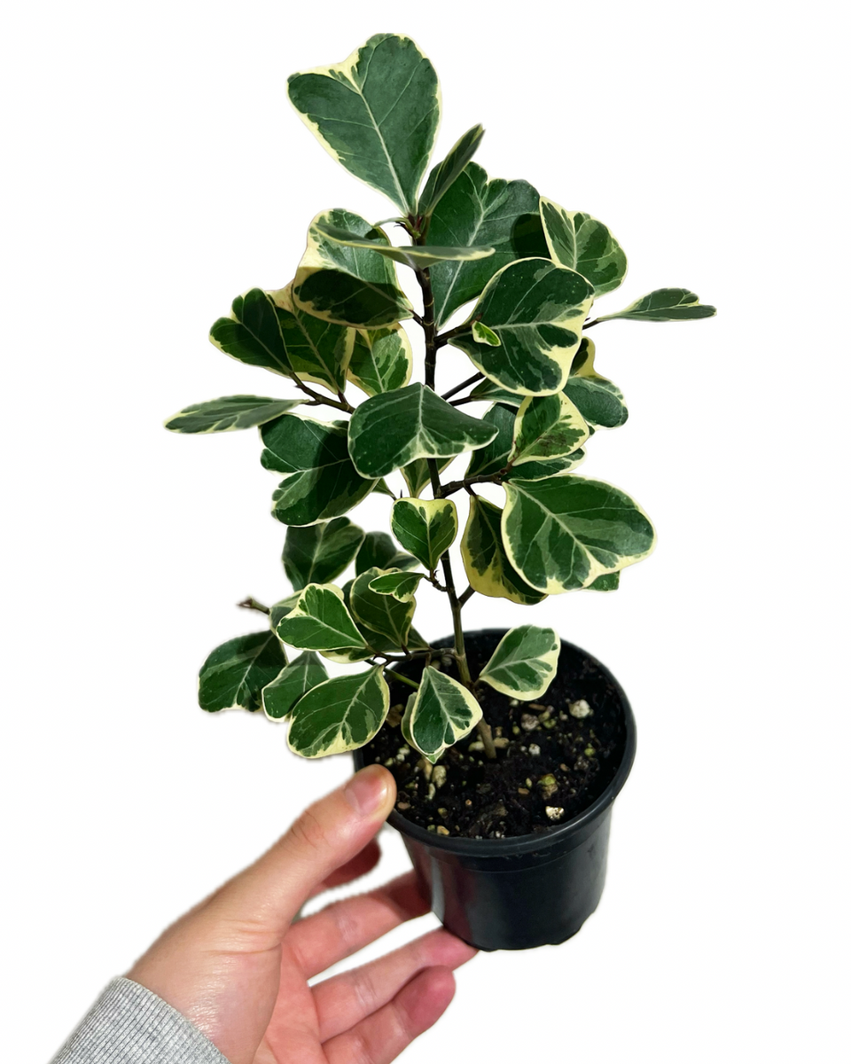Ficus Triangularis Variegata – Végétal Design Qc