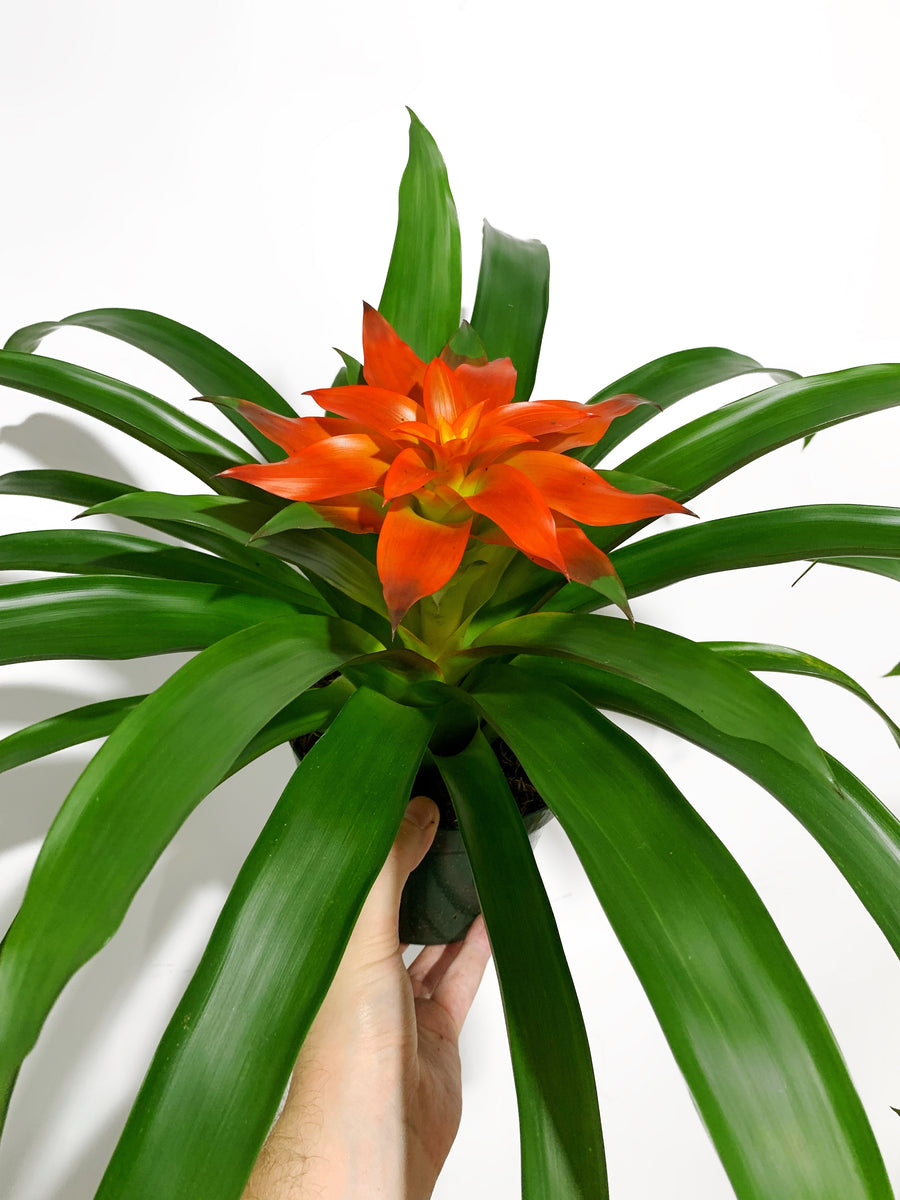 Bromeliaceae Orange – Végétal Design Qc