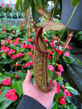 Nepenthes 'Miranda' | Pitcher Carnivorous Plant