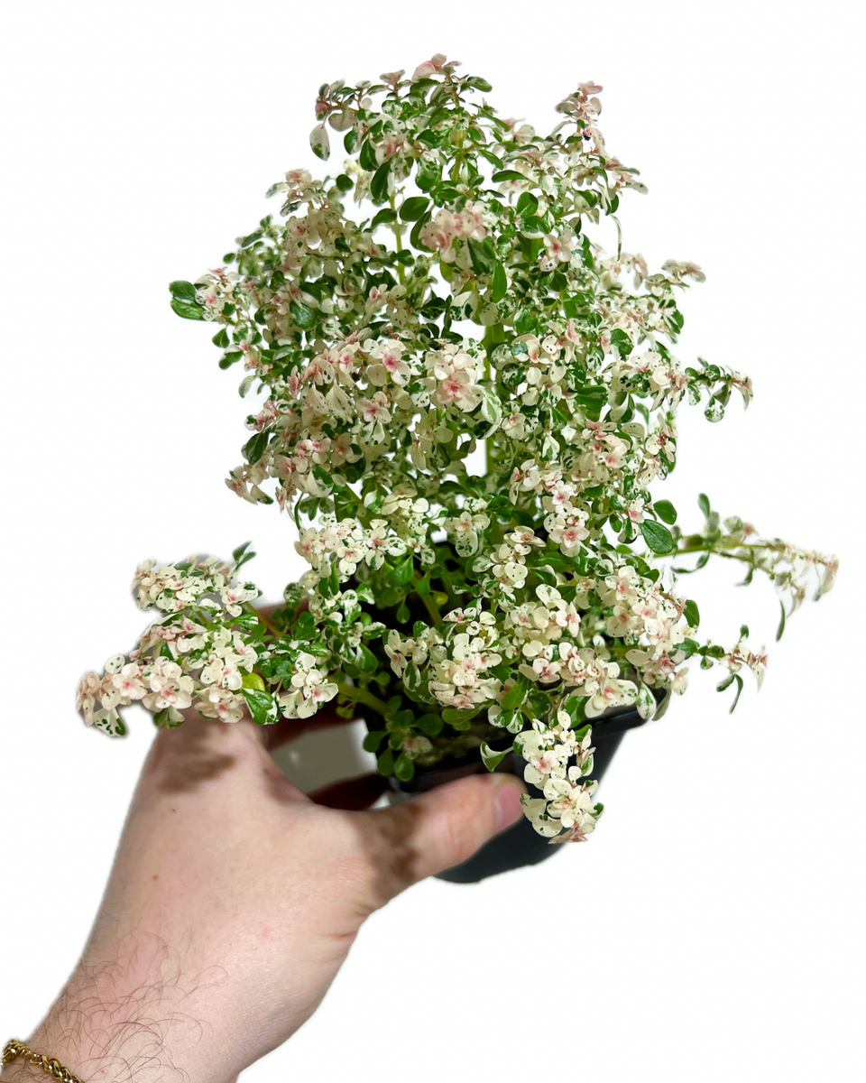 Pilea Microphylla 'Mountain Snow'