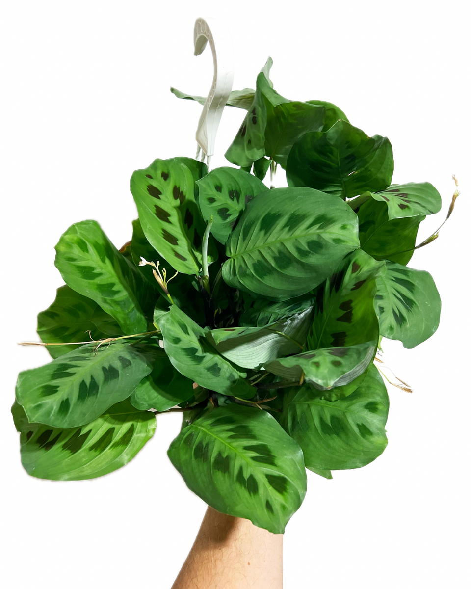 artificial prayer plant Maranta Leuconeura 'Green'