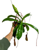 Népenthès 'Alata' | Pitcher Carnivorous Plant