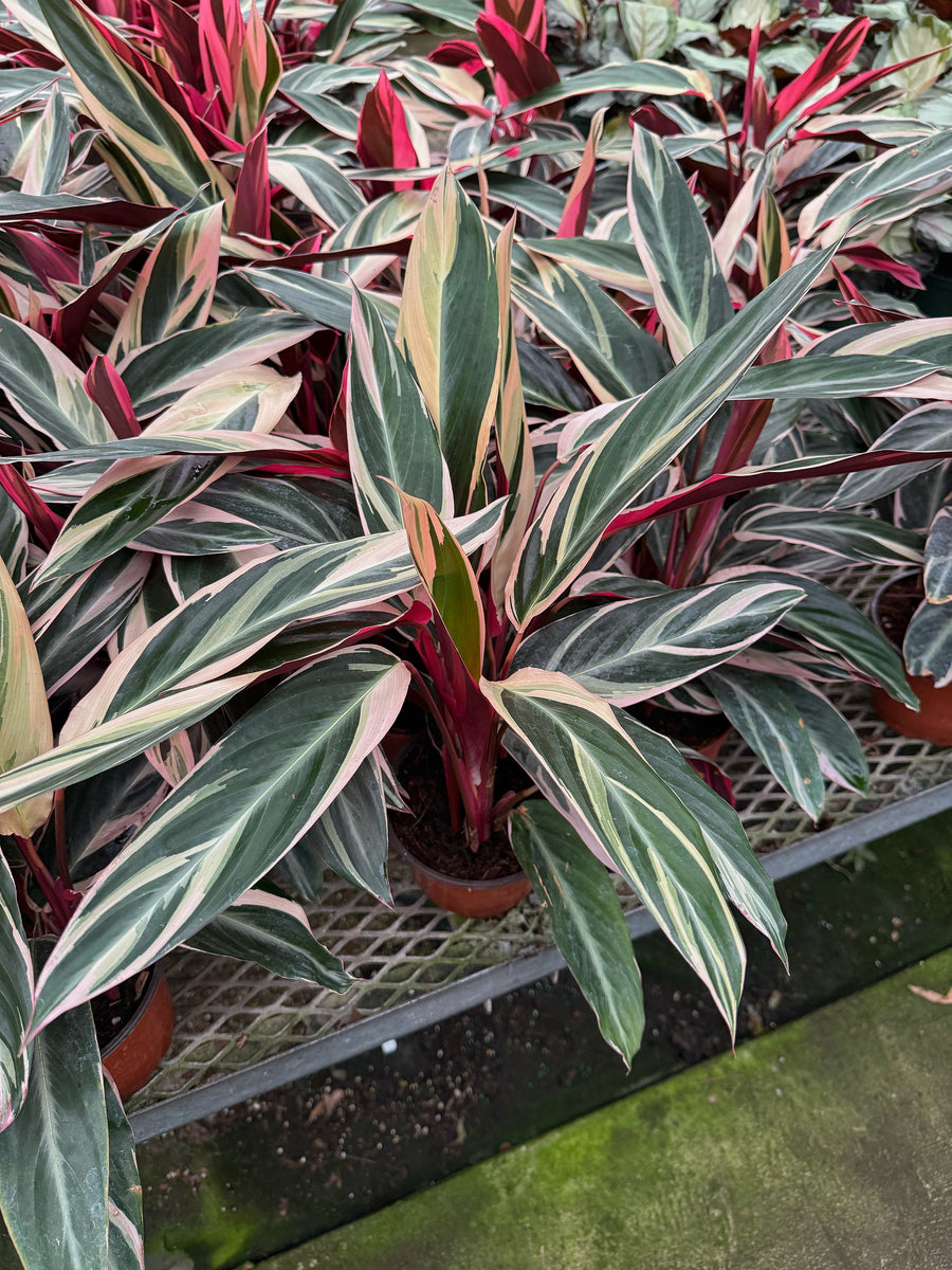 Stromanthe Sanguinae 'Triostar'